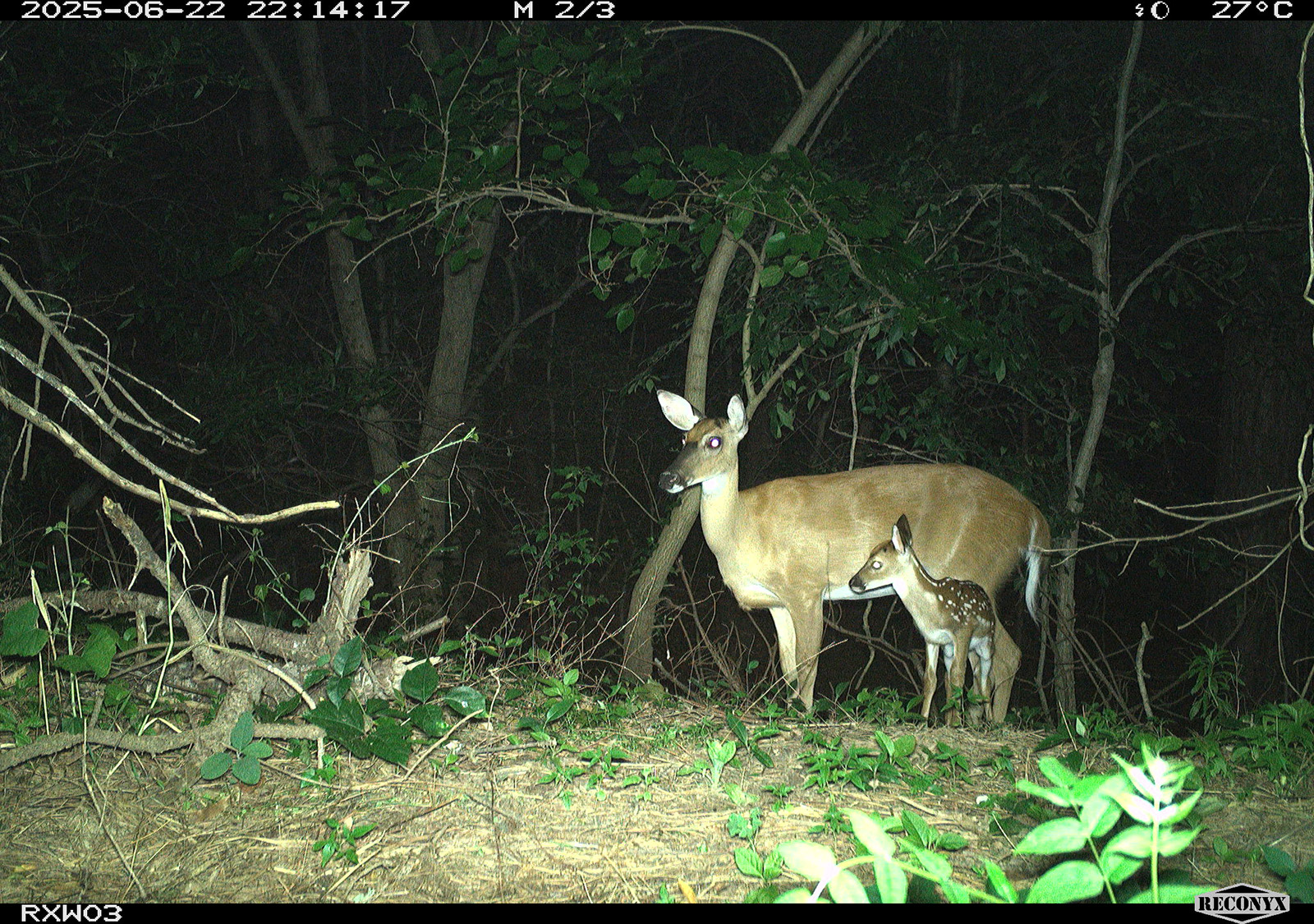 What’s In DWR’s Back Yard? By Leah Card